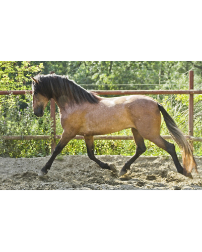 Belgique: Hongre 6 ans