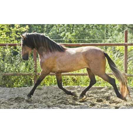 Belgique: Hongre 6 ans