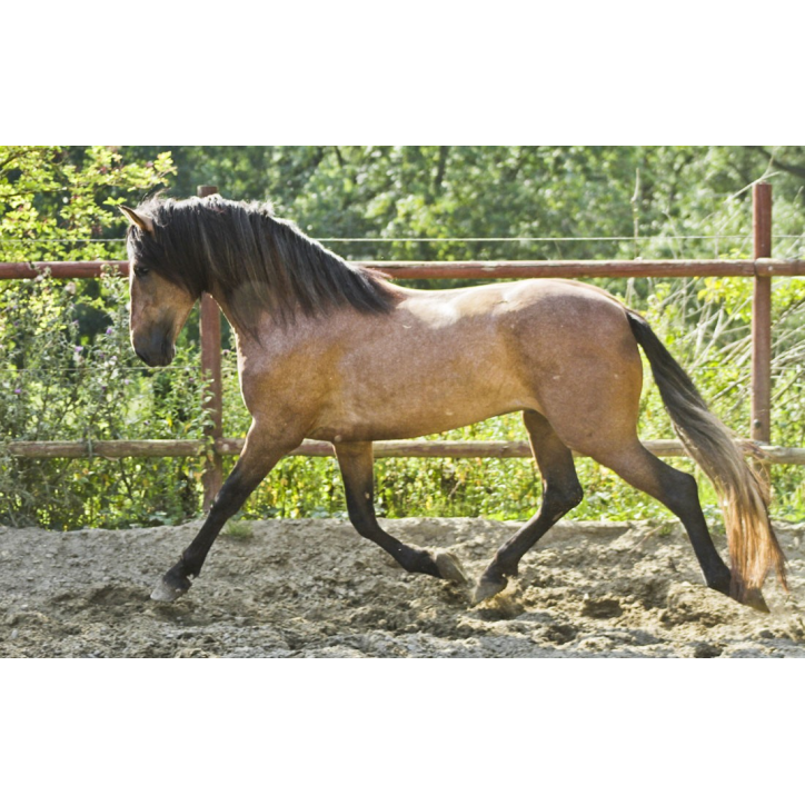 Belgique: Hongre 6 ans