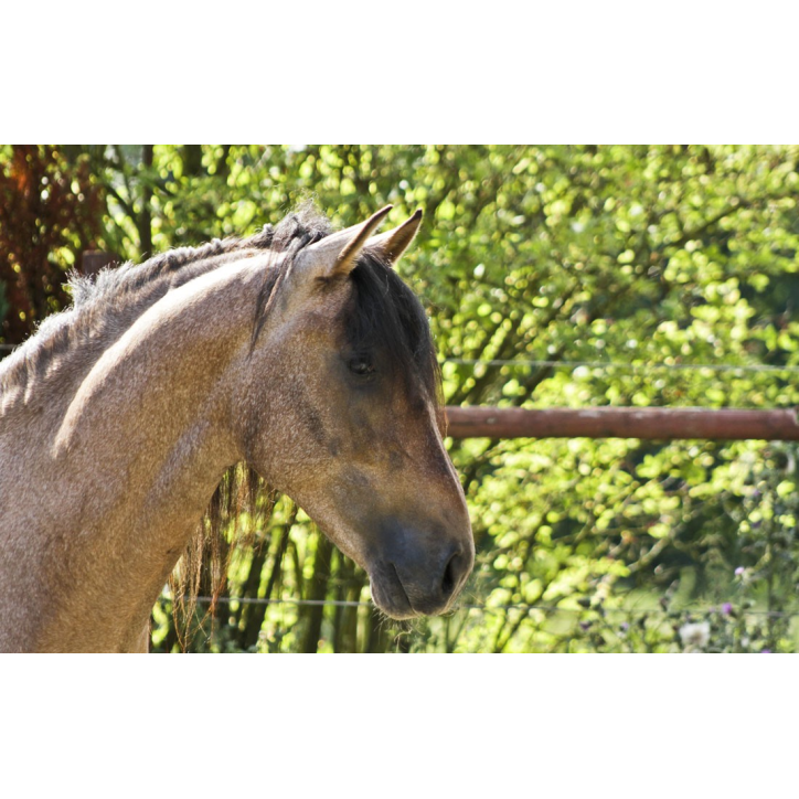 Belgique: Hongre 6 ans