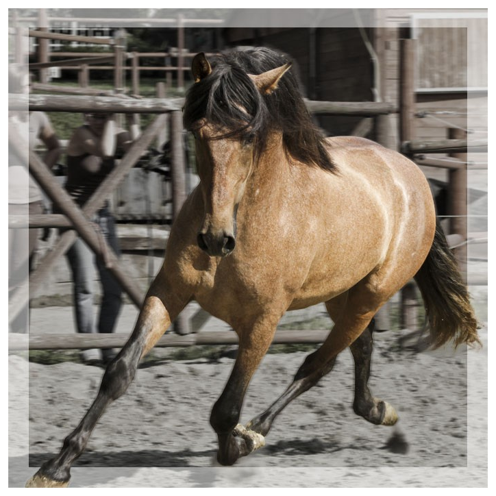 Belgique: Hongre 6 ans