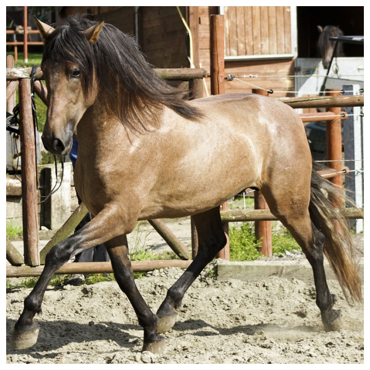 Belgique: Hongre 6 ans