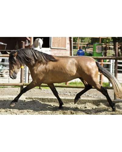 Belgique: Hongre 6 ans