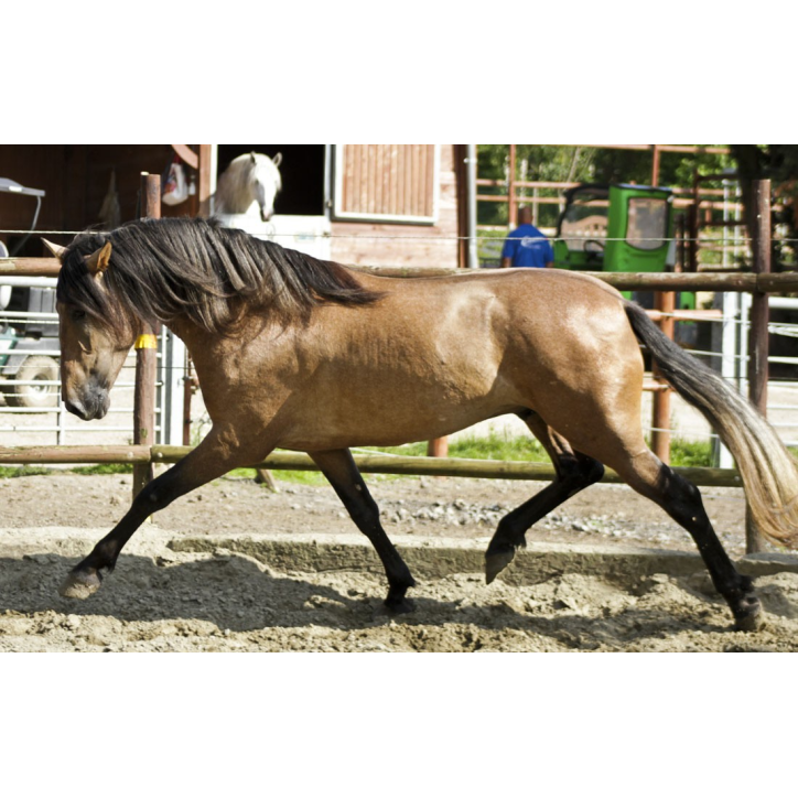 Belgique: Hongre 6 ans