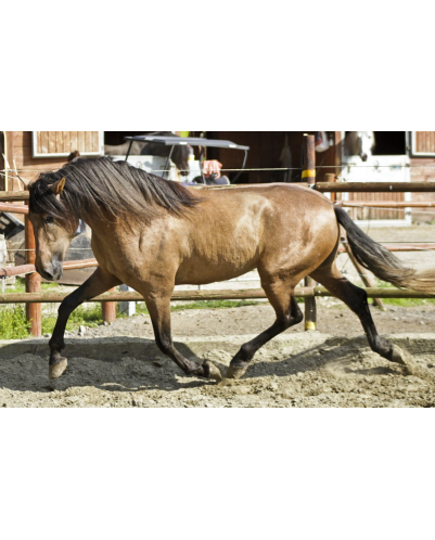 Belgique: Hongre 6 ans