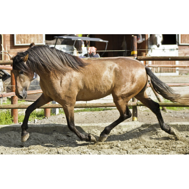 Belgique: Hongre 6 ans