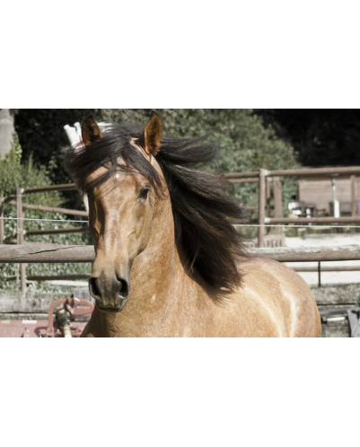 Belgique: Hongre 6 ans