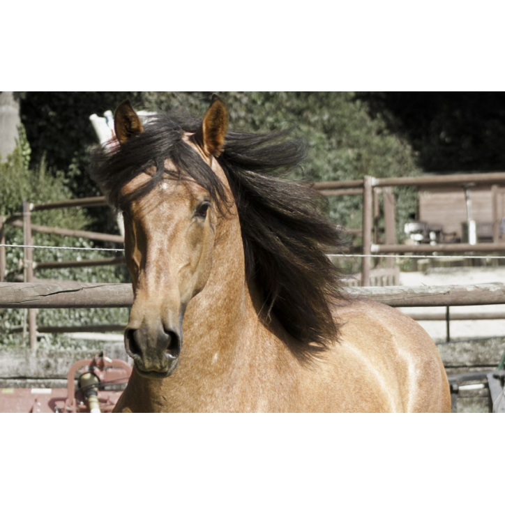 Belgique: Hongre 6 ans