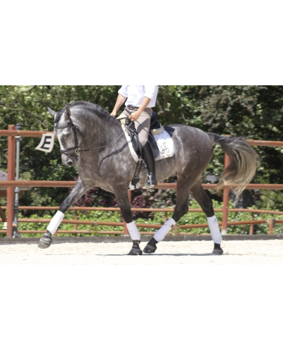 Cheval de concours et loisir Belgique