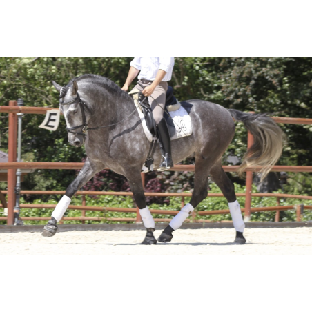 Cheval de concours et loisir Belgique