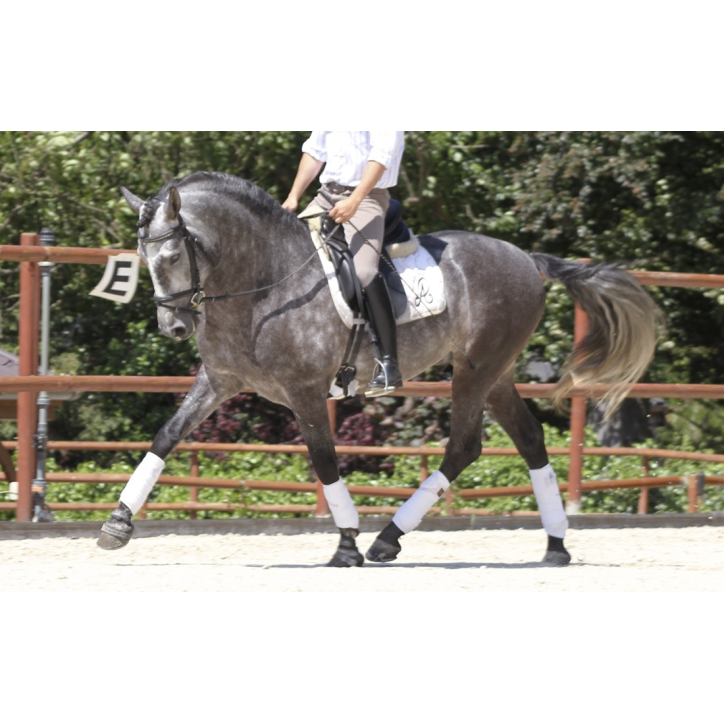 Cheval de concours et loisir Belgique