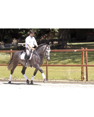 Cheval de concours et loisir Belgique