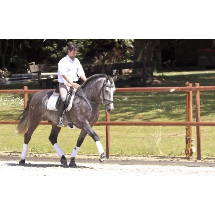 Cheval de concours et loisir Belgique
