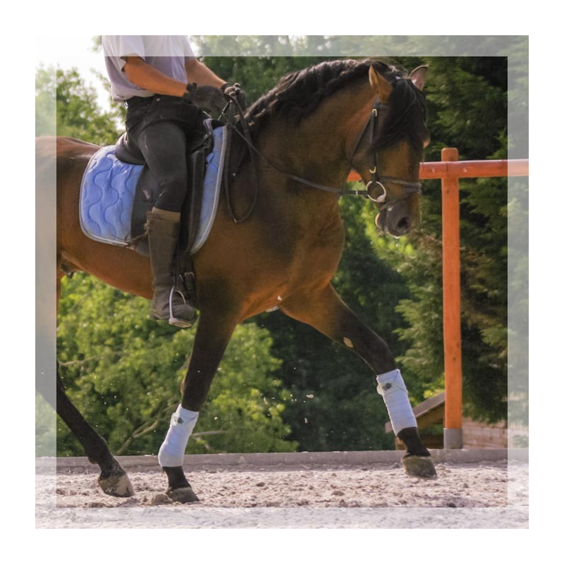 Cheval de Concours « France »