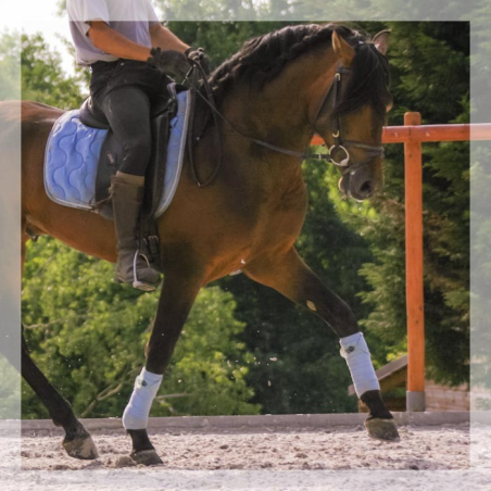 Cheval de Concours « France »