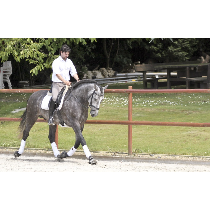 Cheval de concours et loisir Belgique