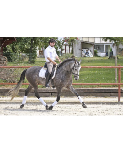Cheval de concours et loisir Belgique