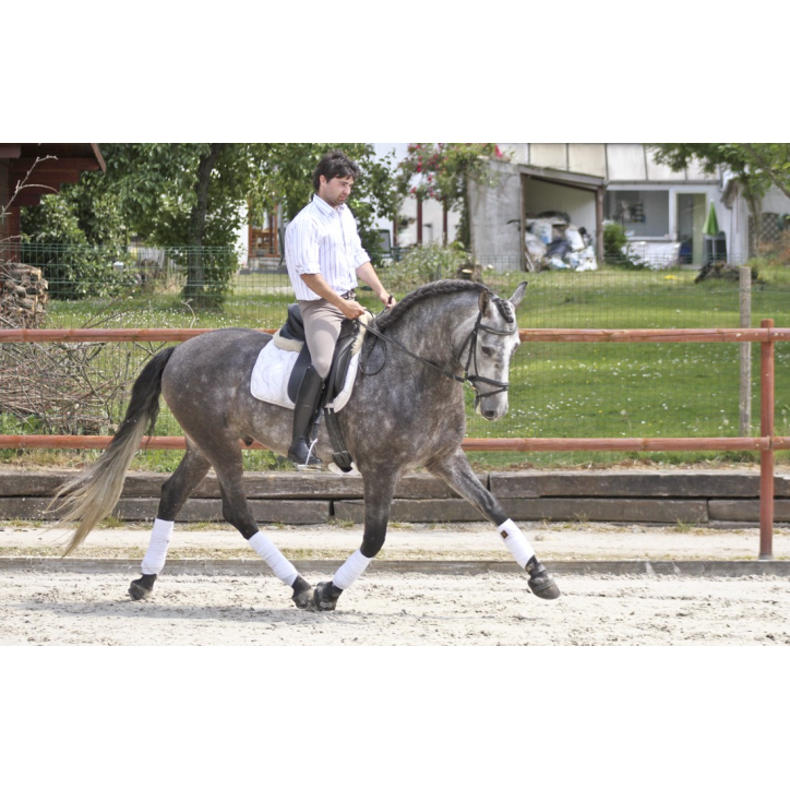 Cheval de concours et loisir Belgique