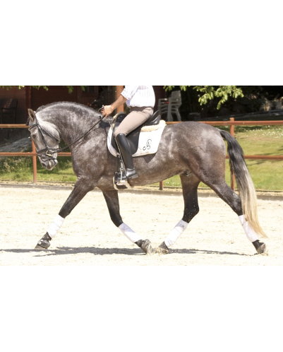 Cheval de concours et loisir Belgique