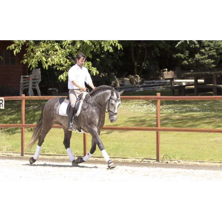 Cheval de concours et loisir Belgique