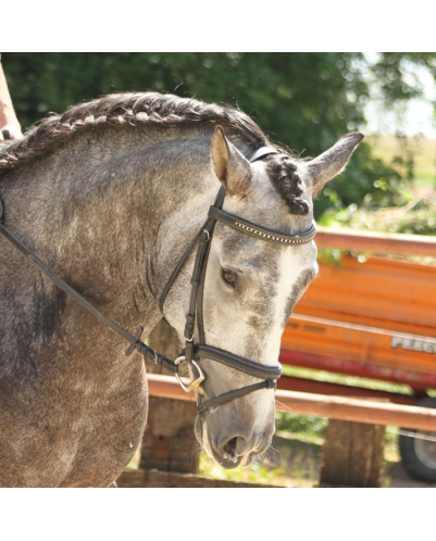 Cheval de concours et loisir Belgique