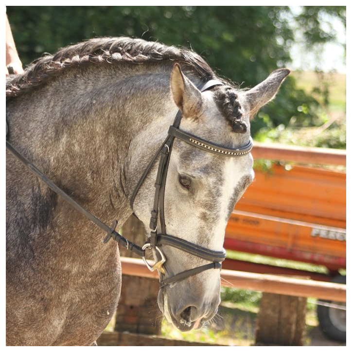 Cheval de concours et loisir Belgique