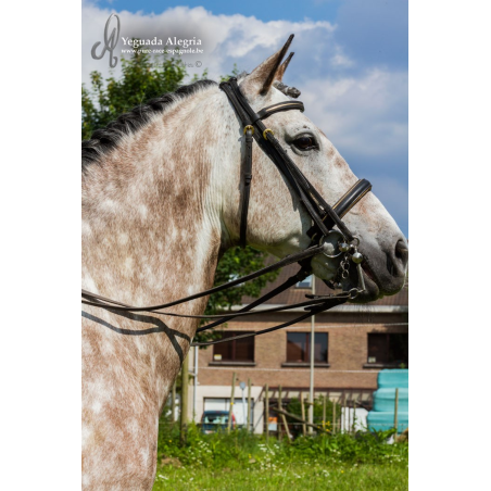 Hongre 2006 Belgique