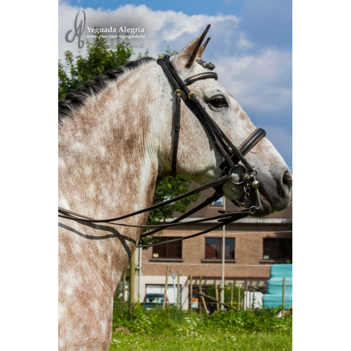 Hongre 2006 Belgique