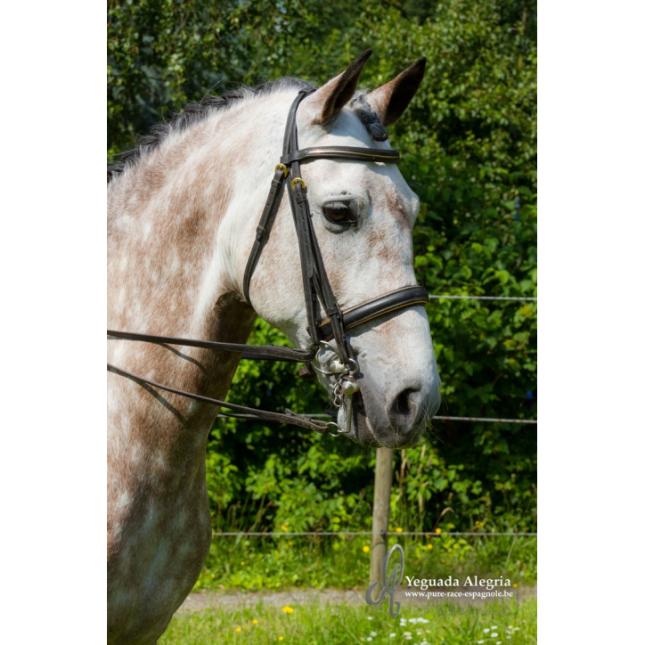 Hongre 2006 Belgique