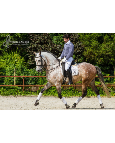 Hongre 2006 Belgique