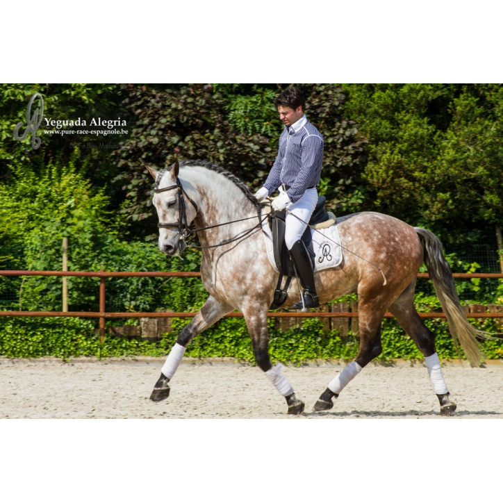 Hongre 2006 Belgique