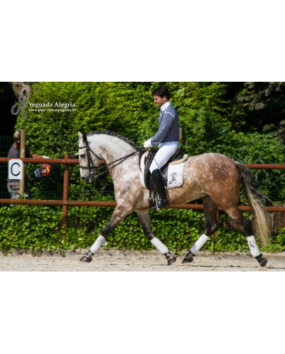 Hongre 2006 Belgique