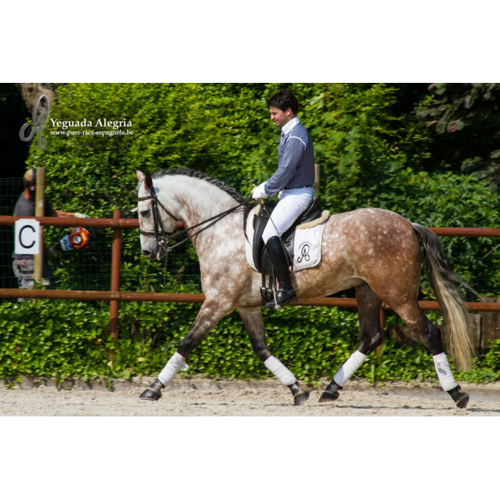 Hongre 2006 Belgique