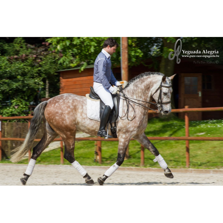 Hongre 2006 Belgique