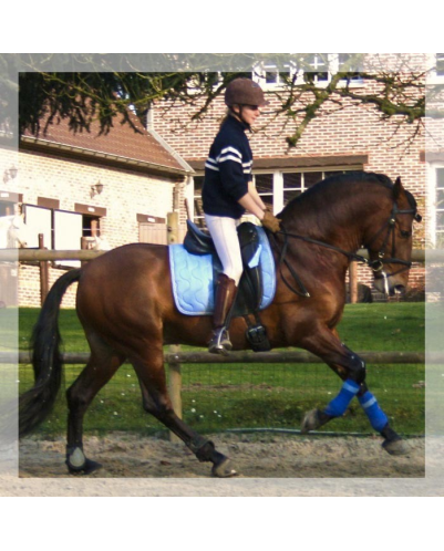 Cheval de Concours « Belgique »