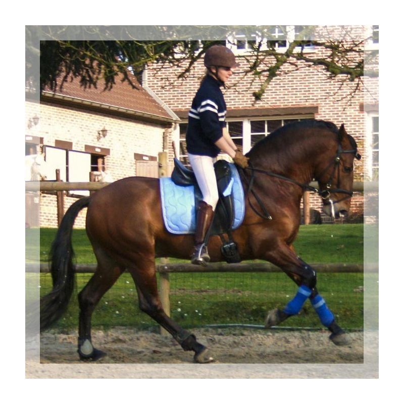 Cheval de Concours « Belgique »