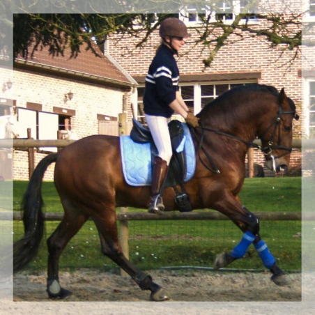 Cheval de Concours « Belgique »