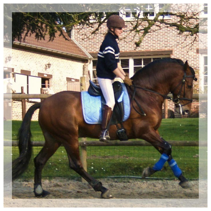 Cheval de Concours « Belgique »