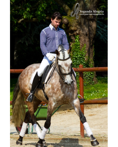 Hongre 2006 Belgique