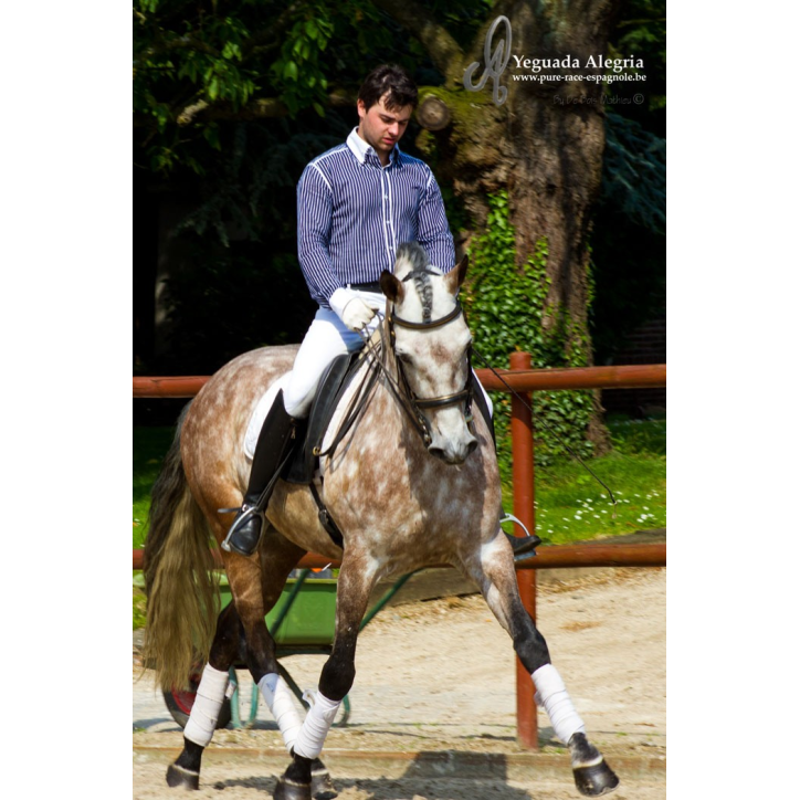 Hongre 2006 Belgique