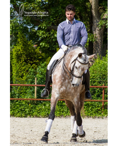 Hongre 2006 Belgique