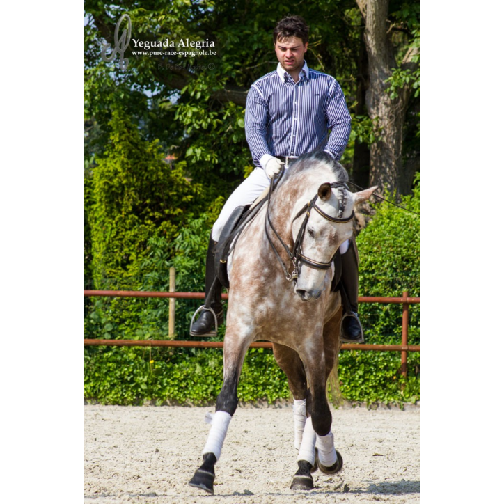 Hongre 2006 Belgique