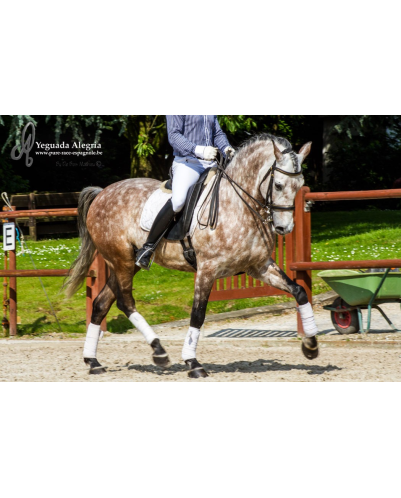 Hongre 2006 Belgique