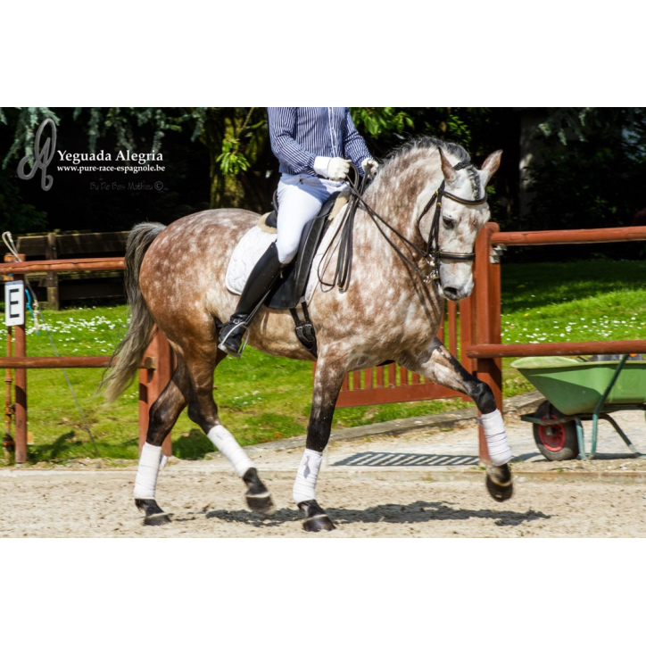 Hongre 2006 Belgique