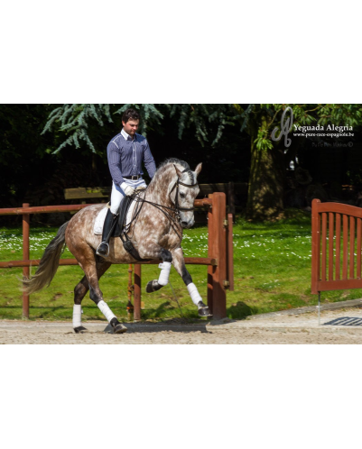 Hongre 2006 Belgique