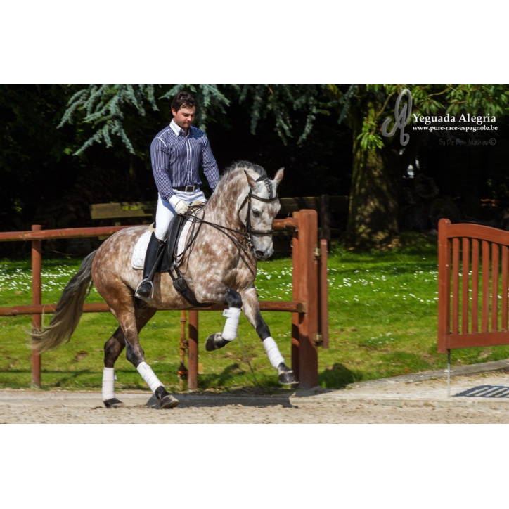 Hongre 2006 Belgique