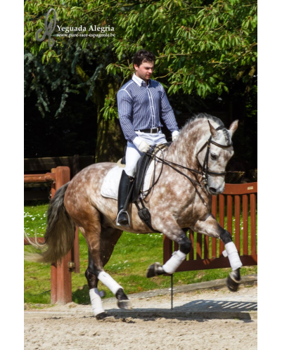 Hongre 2006 Belgique