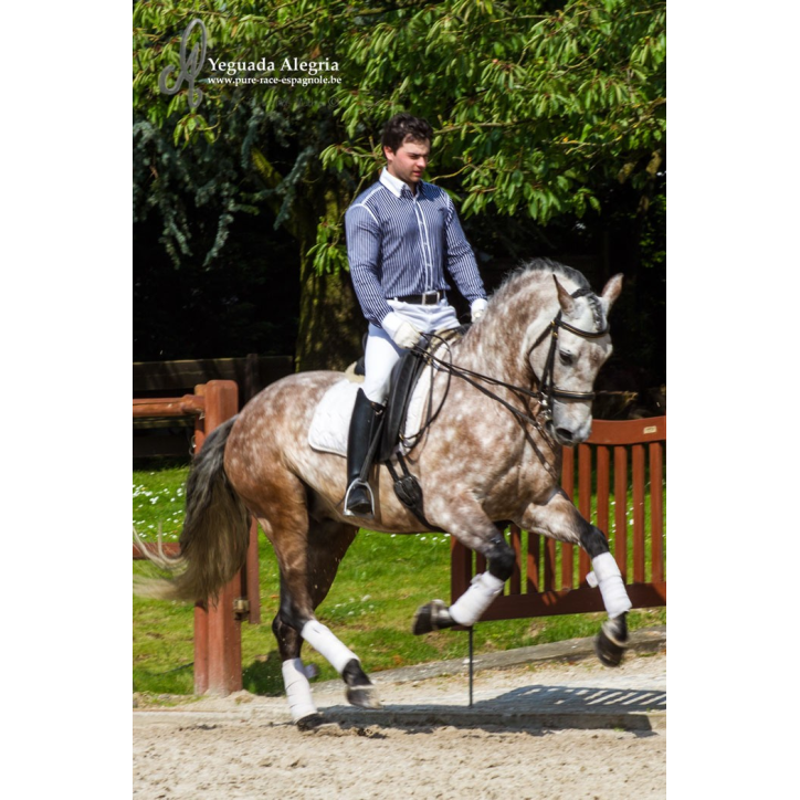 Hongre 2006 Belgique