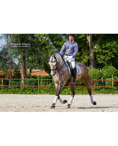 Hongre 2006 Belgique