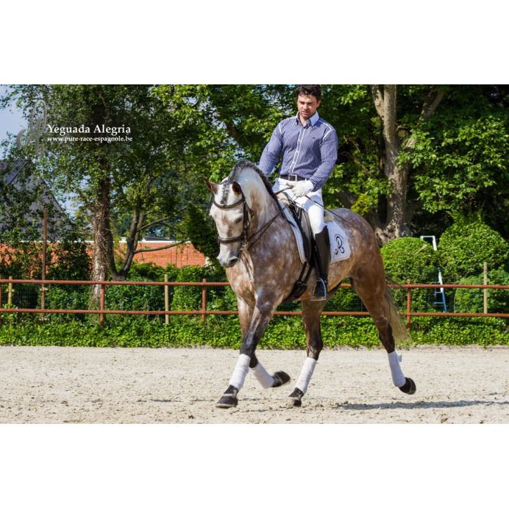 Hongre 2006 Belgique